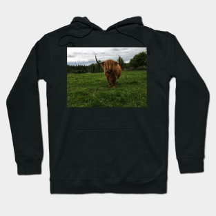 Scottish Highland Cattle Cow 2406 Hoodie